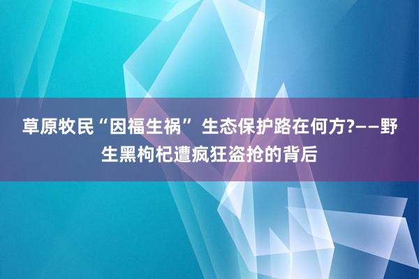 草原牧民“因福生祸” 生态保护路在何方?——野生黑枸杞遭疯狂盗抢的背后