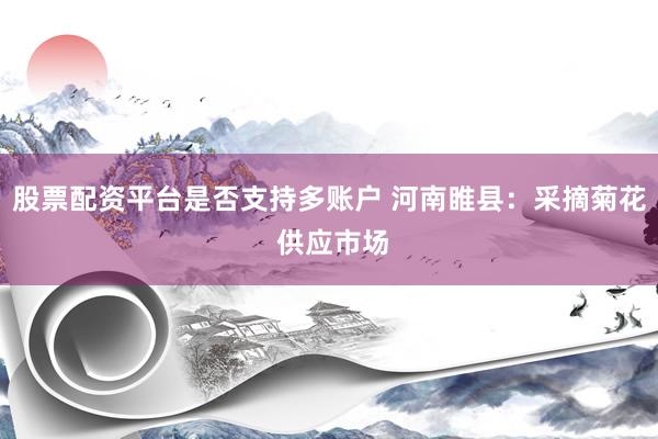 股票配资平台是否支持多账户 河南睢县：采摘菊花 供应市场